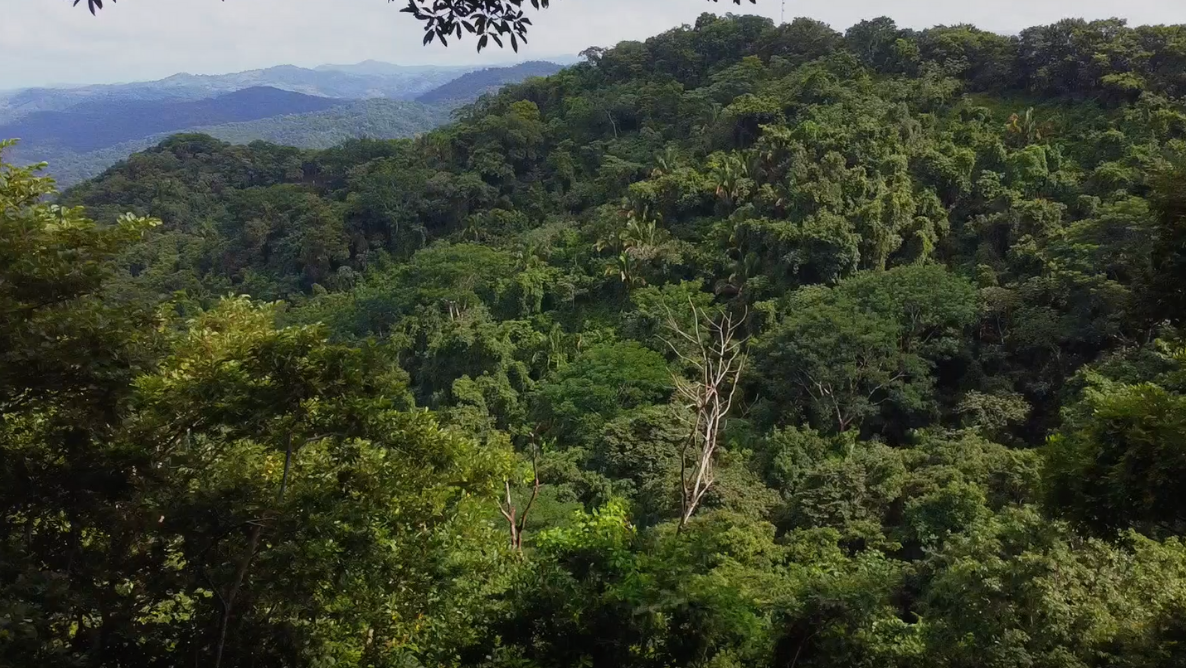 Costa Rica gana premio internacional por conservación ambiental pero ¿Qué pasa en Nosara?