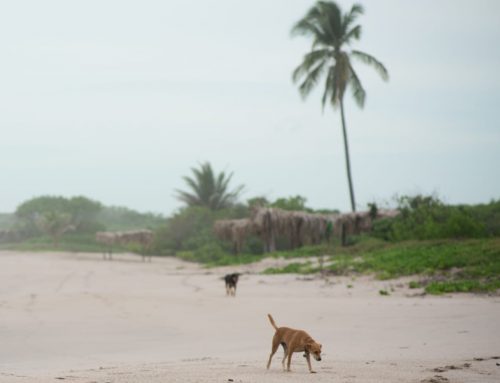5 razones que explican el por qué no se pueden llevar mascotas a playa Guiones y Pelada